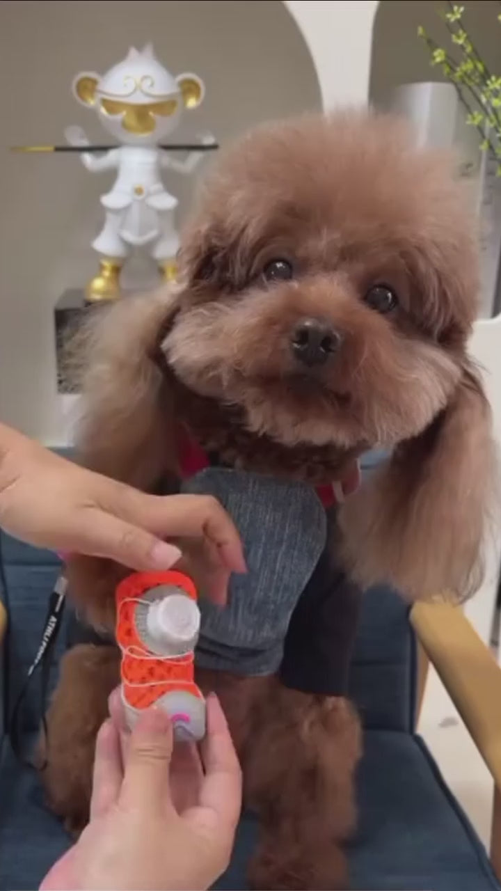 Perro usando zapatos protectores para patas con malla transpirable