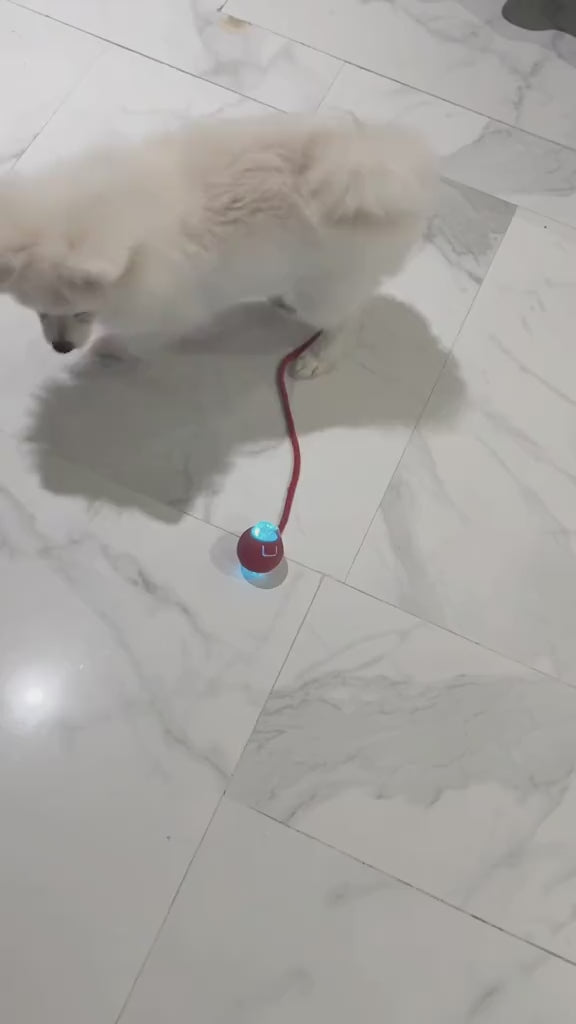 PerroJugandoConPelotaRodanteInteractiva